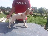 CHIOT Philou
