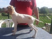 CHIOT Parker